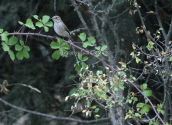 Σταχτομυγοχαφτης (Muscicapa striata) στη Παρνηθα
