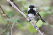 Ελατοπαπαδιτσα (Parus ater) στη Παρνηθα