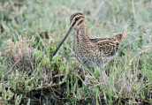 Μπεκατσινι (Gallinago gallinago)
