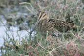 Μπεκατσινι (Gallinago gallinago) στη λιμνοθαλασσα Μεσολογγιου