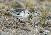 Λευκοσκαλιδρα (Calidris alba) στη λιμνοθαλασσα Ωρωπου