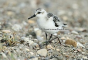 Λευκοσκαλιδρα (Calidris alba) στη λιμνοθαλασσα Ωρωπου
