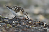 Νανοσκαλιδρα (Calidris minuta) στη λιμνοθαλασσα Ωρωπου