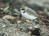 Θαλασσοσφυριχτης (Charadrius alexandrinus) στη λιμνοθαλασσα Ωρωπου
