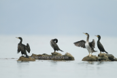 Θαλασσοκορακες (Phalacrocorax aristotelis) στη λιμνοθαλασσα Ωρωπου