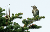 Κοκκινοτσιχλα (Turdus iliacus) στη Παρνηθα