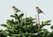 Σπινοι (Fringilla coelebs) στη Παρνηθα