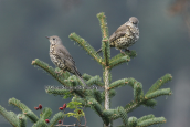 Γερακοτσιχλες (Turdus viscivorus) στη Παρνηθα