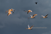 Κυκνοι (Cygnus olor) στο Πορτο Λαγος