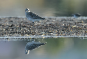 Αργυροπουλι (Pluvialis squatarola) στη λιμνοθαλασσα Ωρωπου