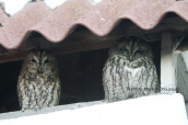 Χουχουριστες (Strix aluco)