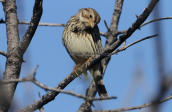 Τσιφτας (Miliaria calandra) στο Σχινια