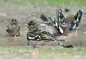 Σπινοι (Fringilla coelebs) μπανιαριζονται σε ενα νερολακο