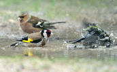 Καρδερινα (Carduelis carduelis) παρεα με σπινους