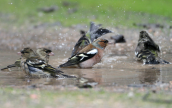 Σπινοι  (Fringilla coelebs) σε νερολακο