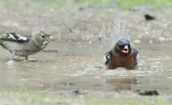 Σπινος (Fringilla coelebs) μπανιαριζεται σε νερολακο