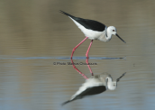 Καλαμοκανας (Himantopus himantopus) στη λιμνοθαλασσα Ωρωπου