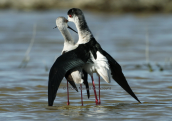 Ερωτοτροπιες καλαμοκαναδων (Himantopus himantopus) στη λιμνοθαλασσα Ωρωπου