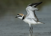 Θαλασσοσφυριχτης (Charadrius alexandrinus) στη λιμνοθαλασσα Ωρωπου