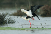 Ερωτοτροπιες καλαμοκαναδων (Himantopus himantopus) στη λιμνοθαλασσα Ωρωπου