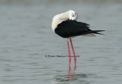 Καλαμοκανας (Himantopus himantopus) στη λιμνοθαλασσα Ωρωπου
