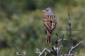 Φρυγανοτσιχλονο (Emberiza caesia) στην Οχη στην Ευβοια