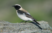 Ασπροκωλινα (Oenanthe hispanica) στην Οχη στην Ευβοια