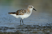 Νανοσκαλιδρα (Calidris minuta) στη λιμνοθαλασσα Ωρωπου