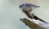 Δεντροτσοπανακος (Sitta europaea)