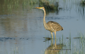 Πορφυροτσικνιας (Ardea purpurea) στις λιμνοθαλασσες του Μεσολογγιου