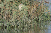 Κρυπτοτσικνιας (Ardeola ralloides)