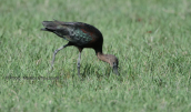 Χαλκοκοτα (Plegadis falcinellus) στο δελτα του Αχελωου