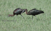 Χαλκοκοτες (Plegadis falcinellus) στο δελτα του Αχελωου