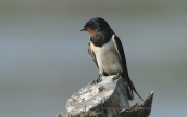 Σταβλοχελιδονο (Hirundo rustica)