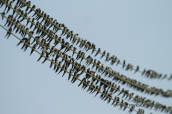 Σταβλοχελιδονα (Hirundo rusticα)