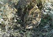 Ορτυκι (Coturnix coturnix) στη Παρνηθα