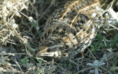 Ορτυκι (Coturnix coturnix) στη Παρνηθα