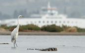 Αργυροτσικνιας (Egretta alba) στη λιμνοθαλασσα Ωρωπου
