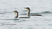 Θαλασσοκορακες (Phalacrocorax aristotelis) στη λιμνοθαλασσα Ωρωπου