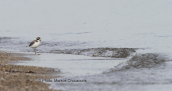 Θαλασσοσφυριχτης (Charadrius alexandrinus) στη λιμνοθαλασσα Ωρωπου