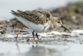 Λασποσκαλιδρα (Calidris alpina) στη λιμνοθαλασσα Ωρωπου