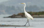 Αργυροτσικνιας (Egretta alba) στη λιμνοθαλασσα Ωρωπου