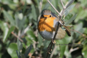 Κοκκινολαιμης (Erithacus rubecula)