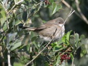Μαυροτσιροβακος (Sylvia melanocephala)