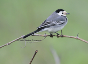 Λευκοσουσουραδα (motacilla alba)