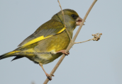 Φλωρος (Carduelis chloris) στον Ωρωπο