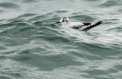 Νανογλαρος  (Larus minutus) στον Ωρωπο