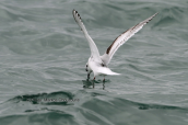 Νανογλαρος  (Larus minutus) στον Ωρωπο