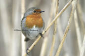 Κοκκινολαιμης (Erithacus rubecula)