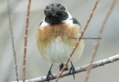 Μαυρολαιμης (Saxicola torquata)